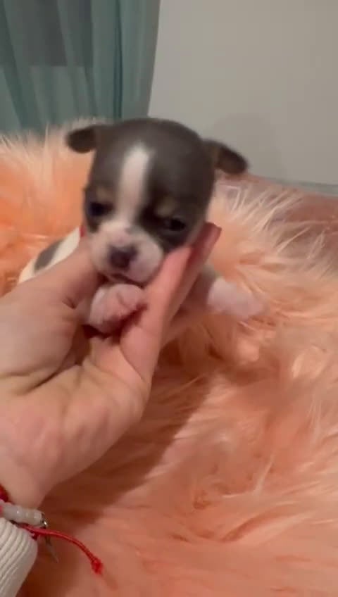 Chihuahua perros en venta: Preciosos cachorros de Chihuahua. en Valladolid - Video 2