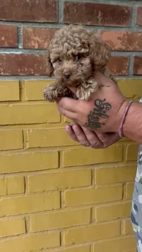 Caniche Toy perros en venta: Caniche toy - Video 1