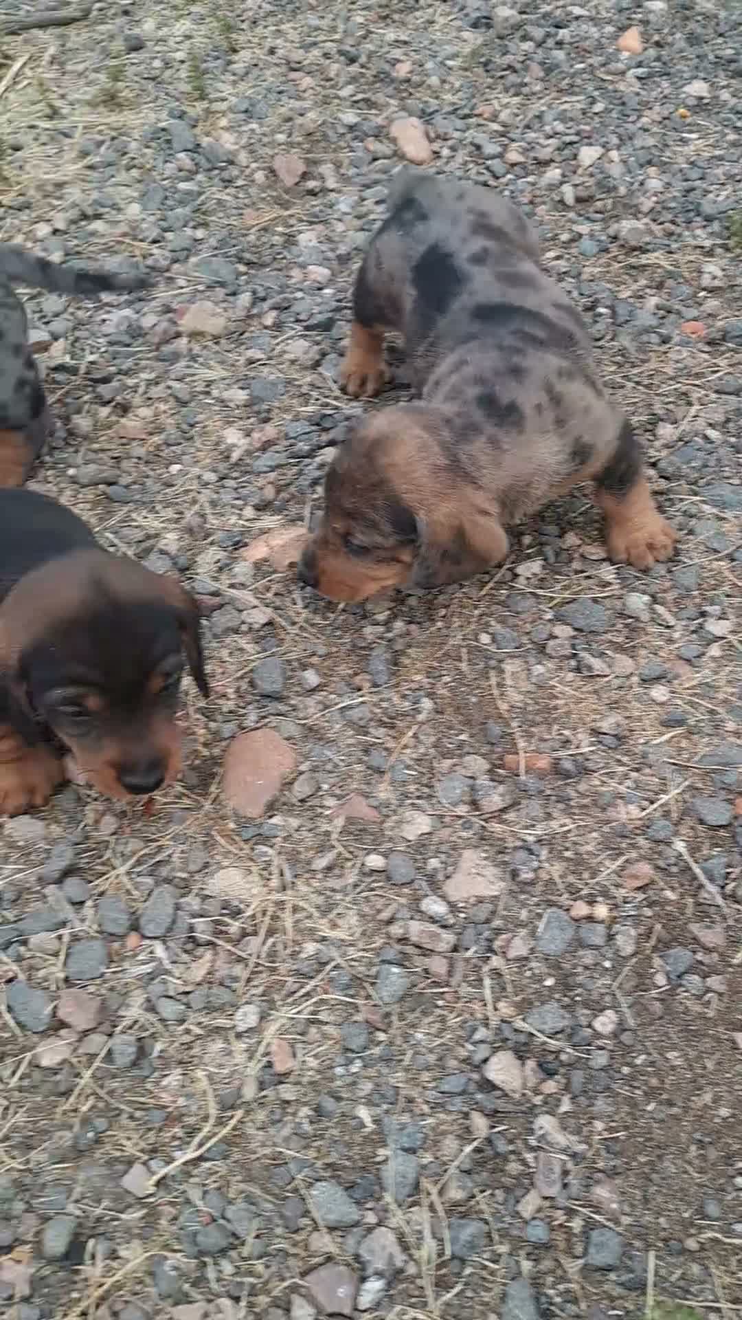 Teckel perros en venta: Teckel - Video 1