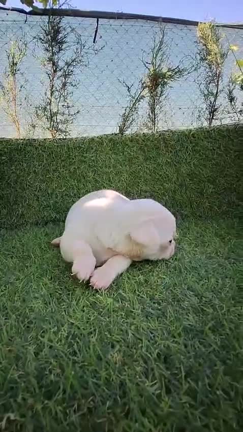 Chihuahua perros en venta: CHIHUAHUAS - Video 5