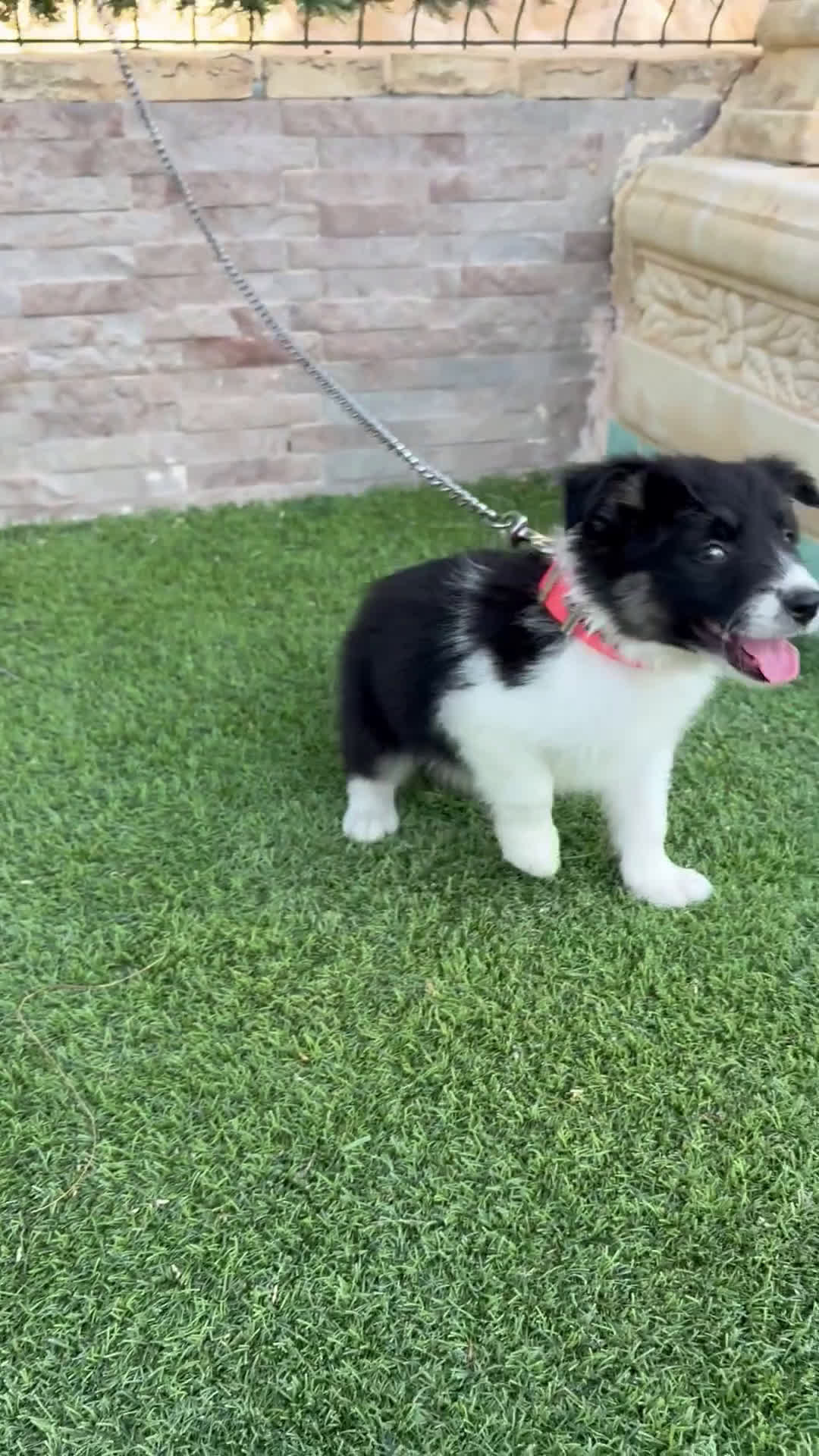 Border Collie perros en venta: Disponible hembra Border collie  - Video 1