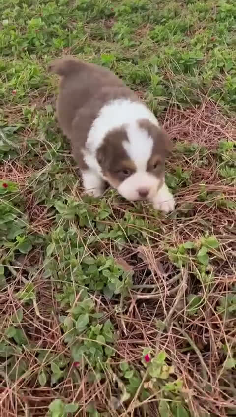 Pastor Australiano perros en venta: Pastor Australiano  - Video 1