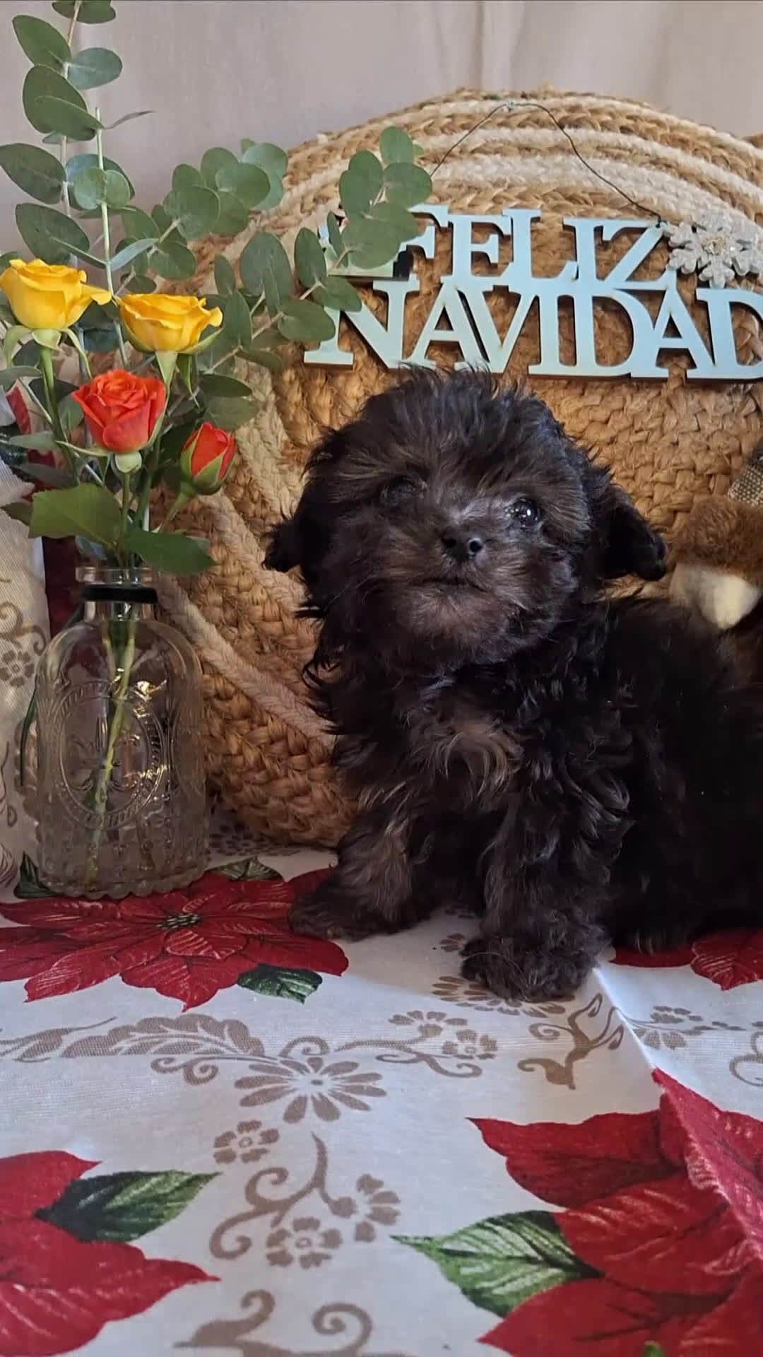 Maltipoo perros en venta: MALTIPOO TOY - Video 3