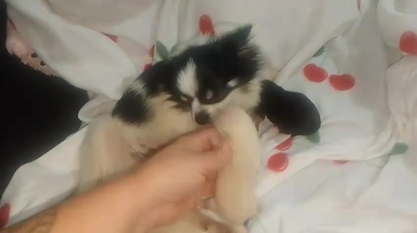 Chihuahua perros en venta: Camada de chihuahua super toy  - Video 3