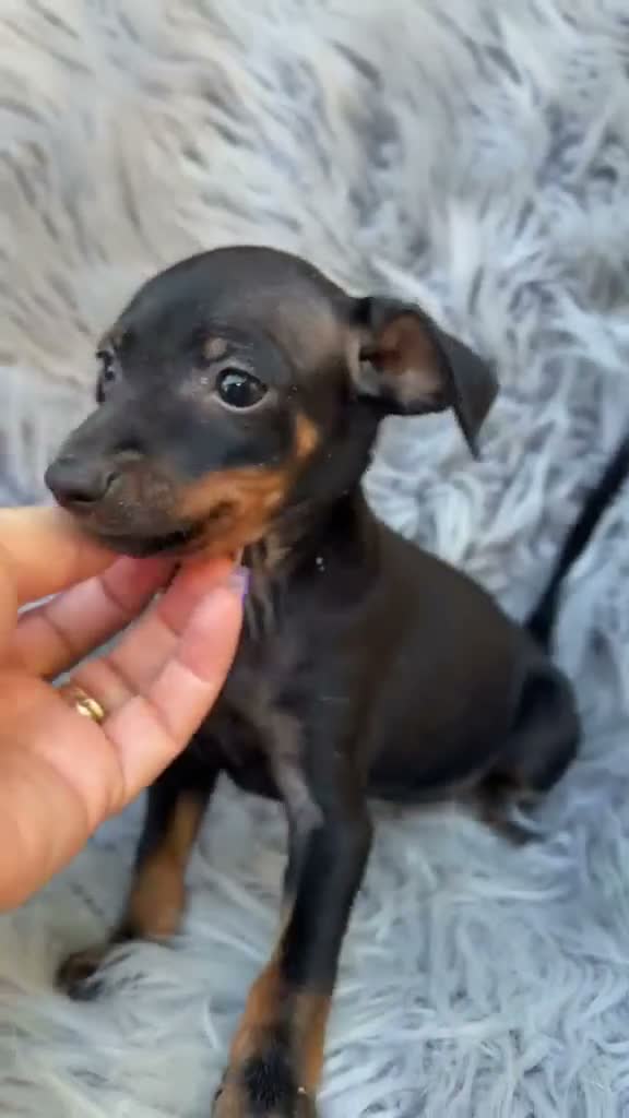 Pinscher Miniatura perros en venta: Mini pinscher negro fuego - Video 1