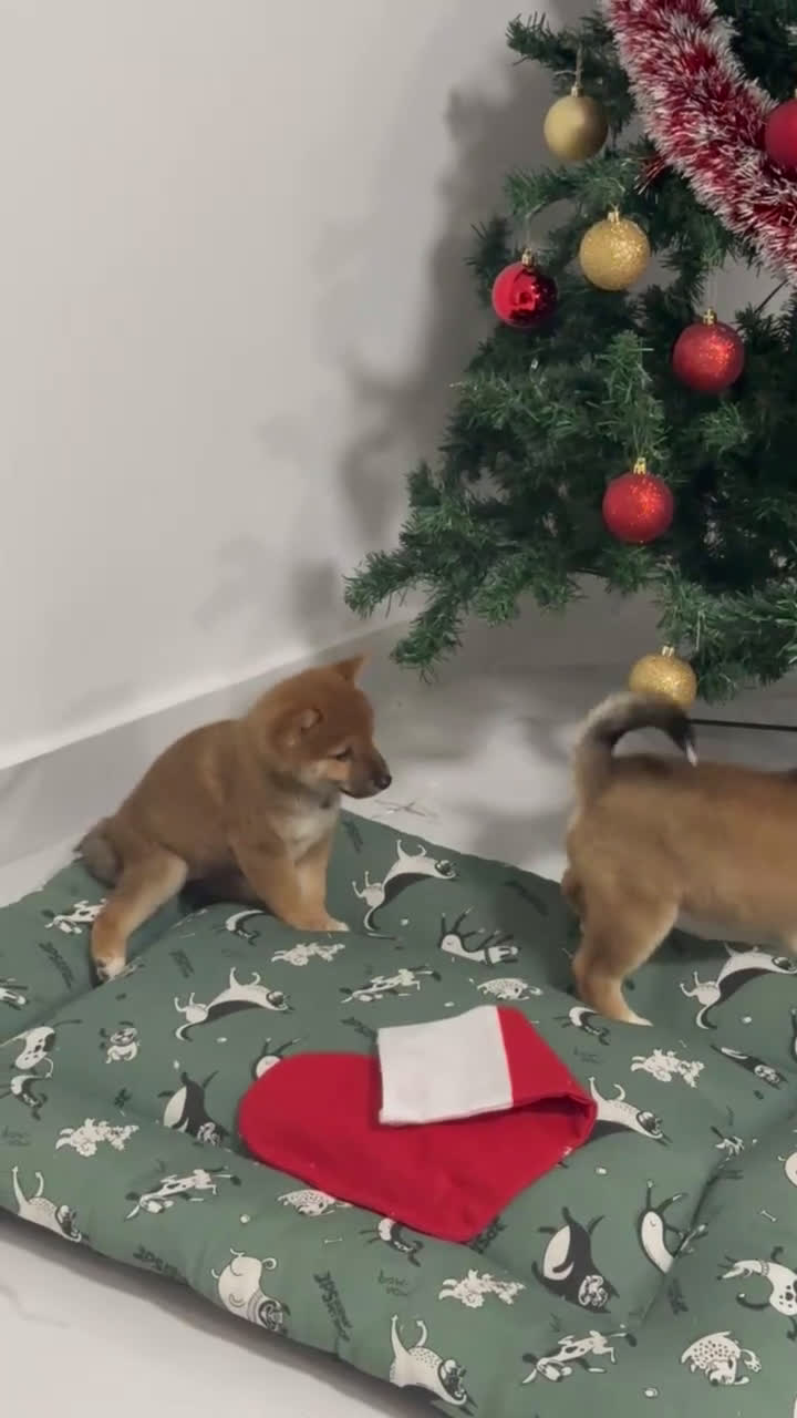 Shiba Inu perros en venta: Camada de Shiba-Inu  - Video 2