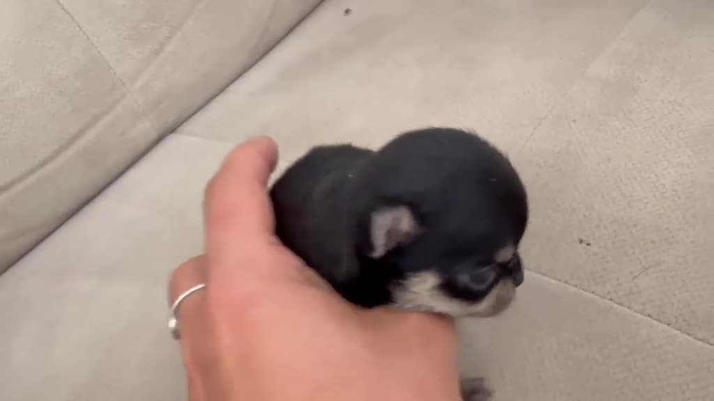 Chihuahua perros en venta: Machos chihuahuas exóticos rusos cabeza  manzana  - Video 1