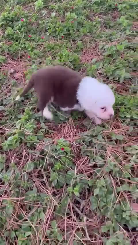 Pastor Australiano perros en venta: Pastor Australiano  - Video 2