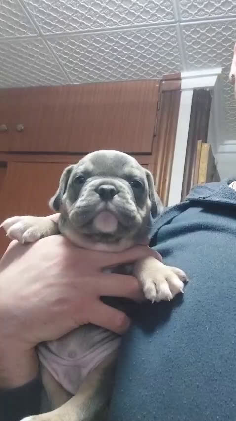 American Bully perros en venta: American Bully  - Video 1
