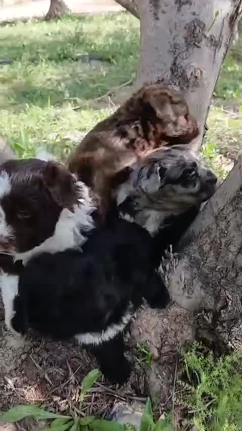 Otras razas perros en venta: AUSTRALIAN WATER DOG - Video 1