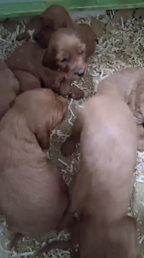 Setter Irlandés Rojo perros en venta: Preciosa camada de setter irlandés rojo - Video 1