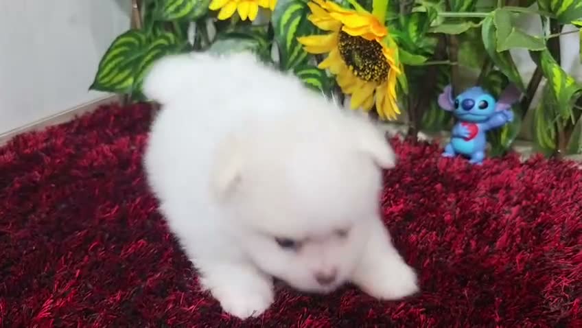 Pomerania perros en venta: Pomerania - Video 1