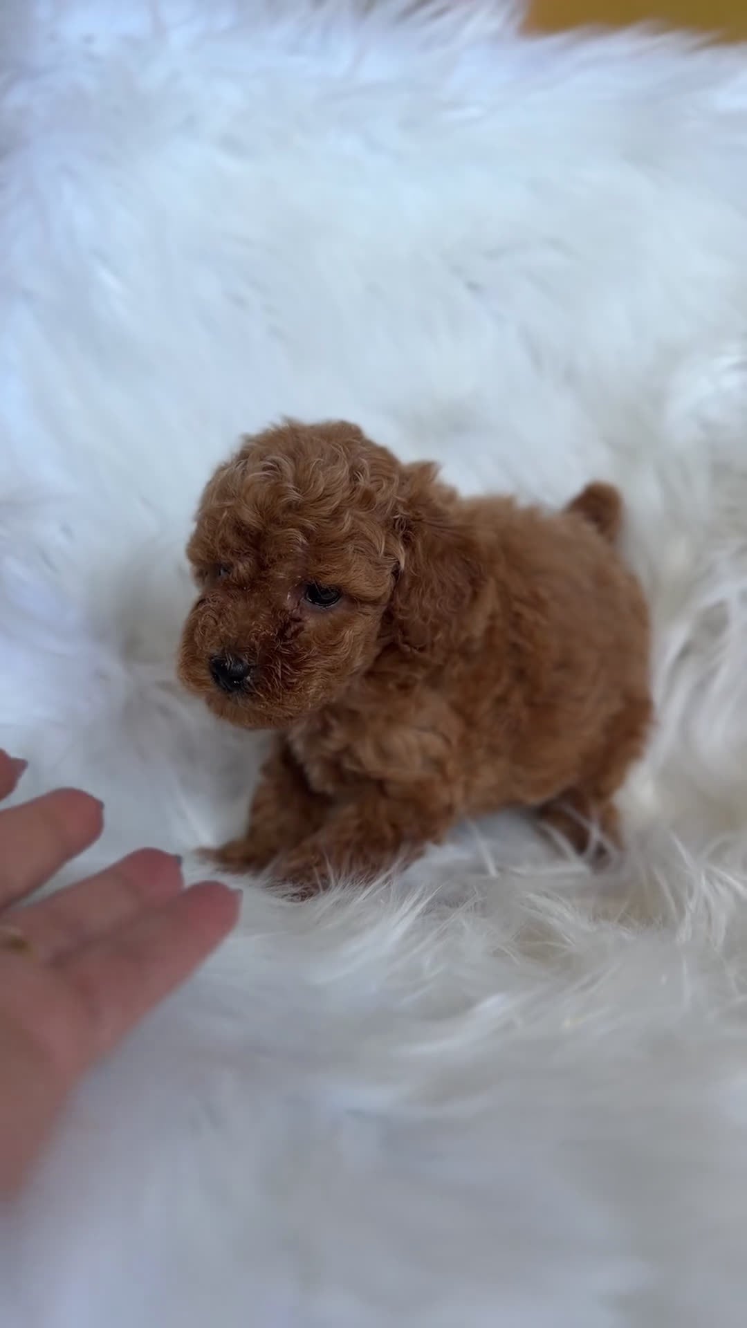 Caniche Toy perros en venta: Caniche Toy macho  - Video 1