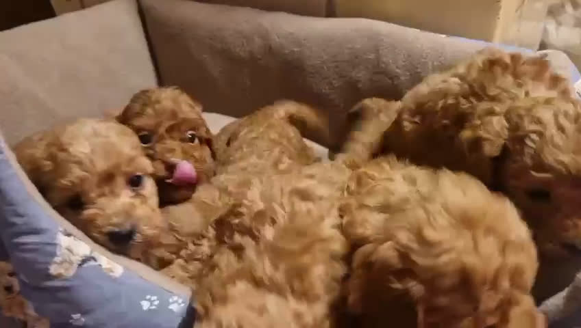 Caniche Toy perros en venta: ‼️‼️CANICHE TOY ROJOS 50% ASIÁTICOS  - Video 1