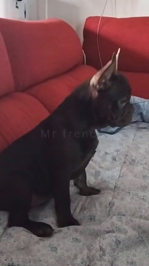 Bulldog Francés perros en venta: Precioso Frenchi Testable. and Tan productor de ne en Madrid - Video 1