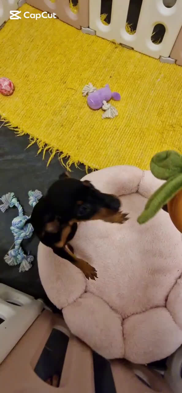 Pinscher Miniatura perros en venta: Hembra mini pincher TOY - Video 1