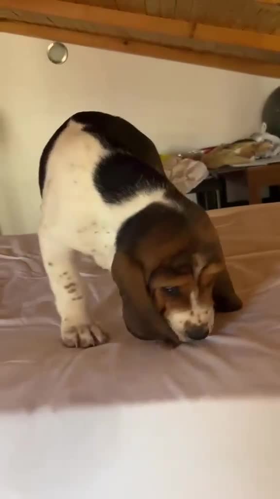 Basset Hound perros en venta: Basset Hound 641387649 - Video 1
