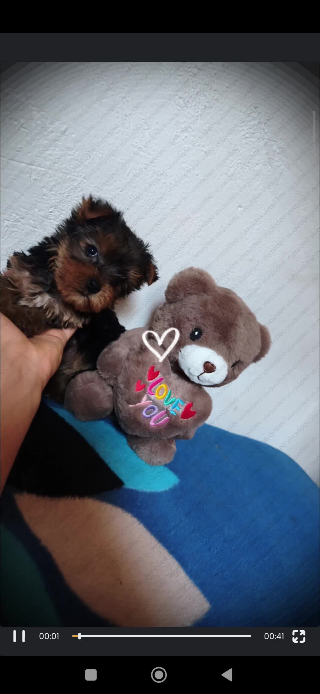 Yorkshire Terrier perros en venta: ÚLTIMA YORKSHIRE HEMBRA - Video 1