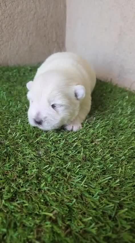West Highland White Terrier perros en venta: Westy  - Video 1