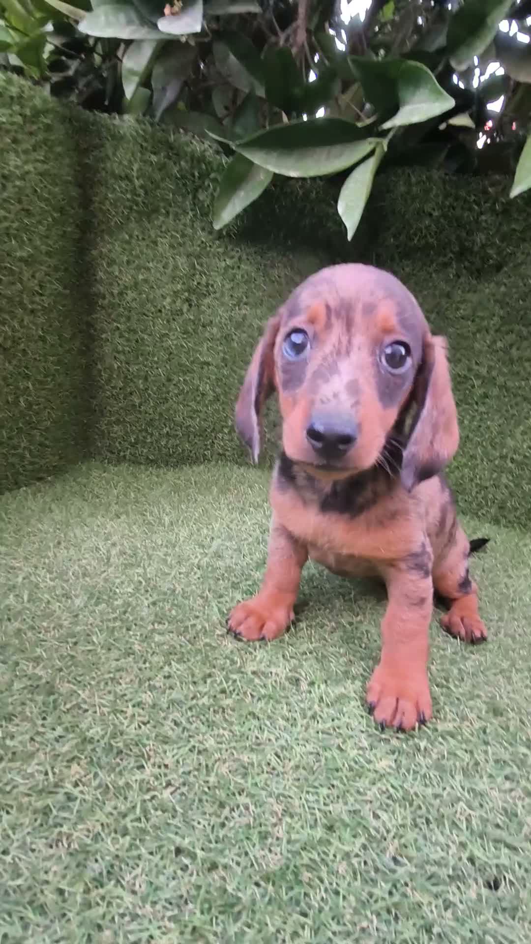 Teckel Miniatura perros en venta: teckel miniatura varios colores  - Video 5