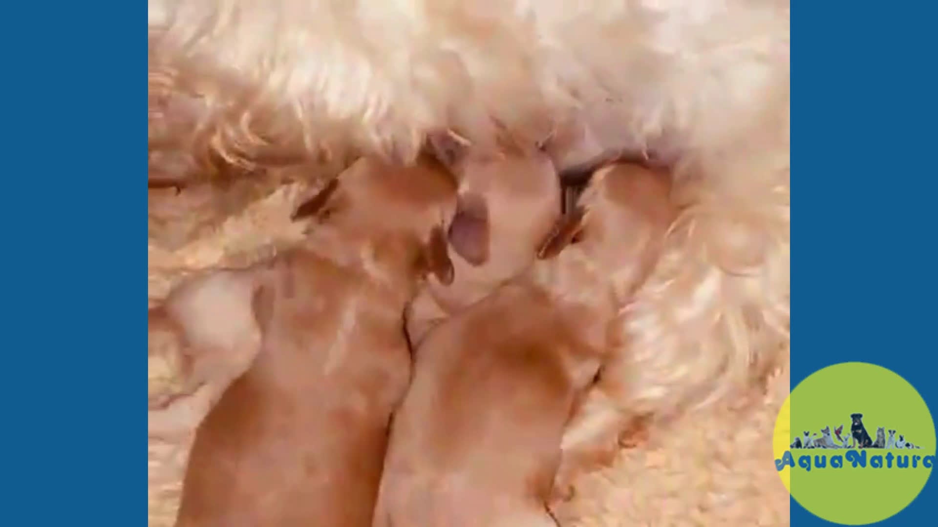 Maltipoo perros en venta: Caniche Macho 7353 de Camila - AQUANATURA en Barcelona - Video 1