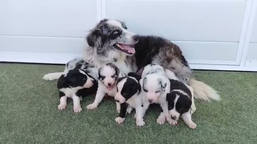 Border Collie perros en venta: Borde collie  - Video 1