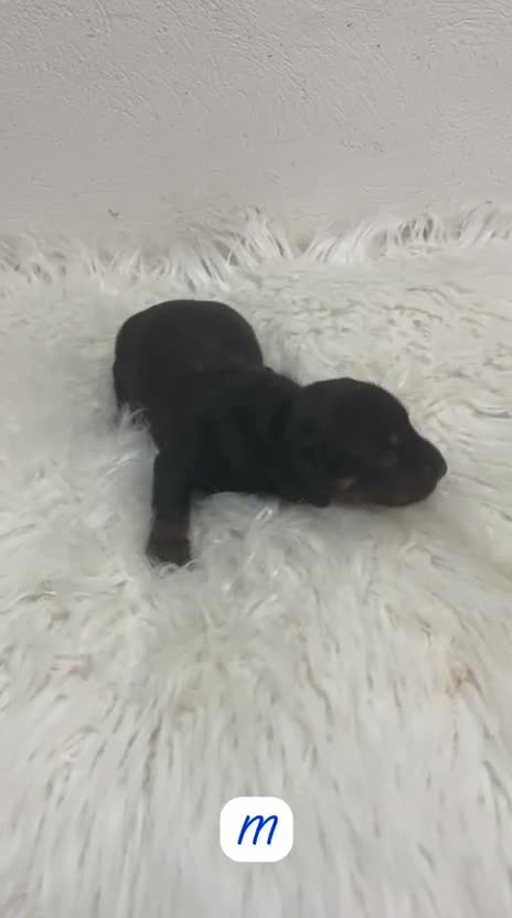 Teckel Miniatura perros en venta: CACHORRITOS TECKEL MINIATURA - Video 3