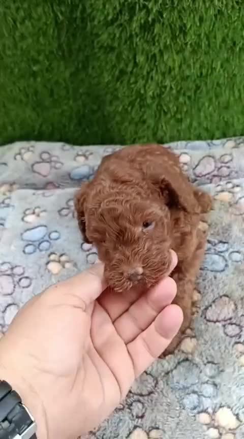 Caniche Toy perros en venta: Caniches toy rojos pimentón  - Video 1