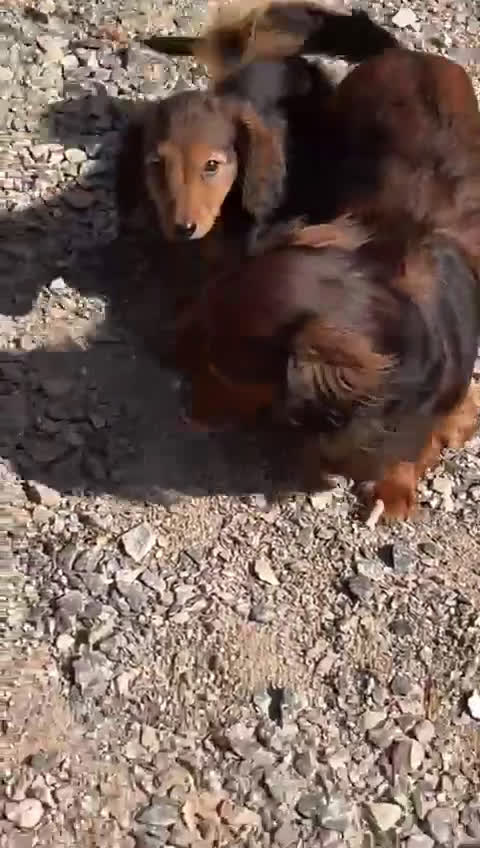Teckel Miniatura perros en venta: Macho miniatura pelo largo  - Video 3