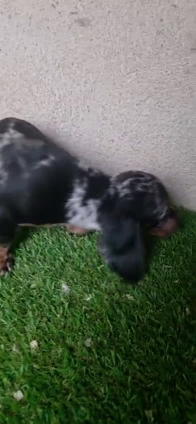 Teckel perros en venta: Teckel mini pelo corto en Cáceres - Video 1