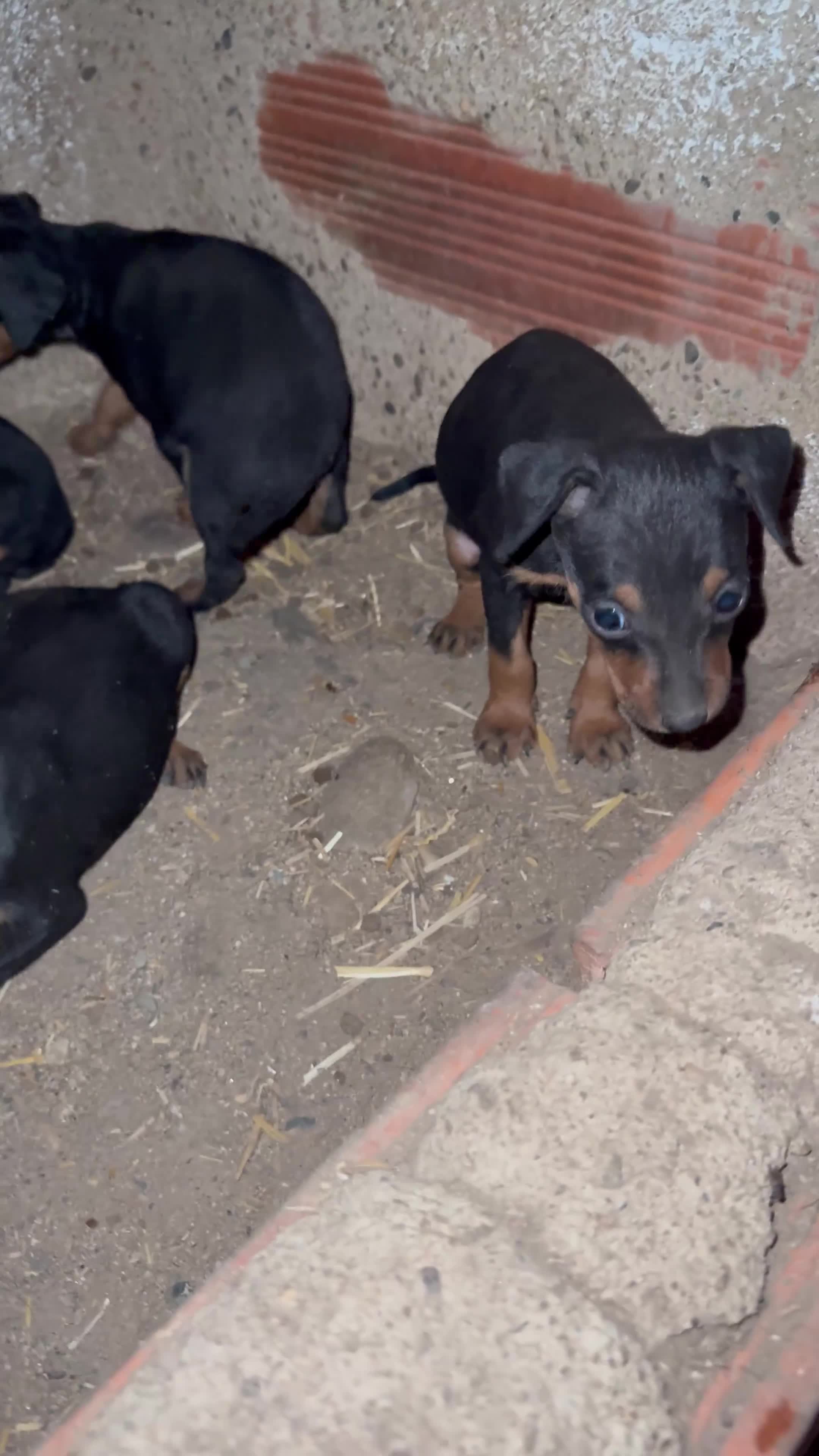 Pinscher Miniatura perros en venta: Pinscher miniatura - Video 1