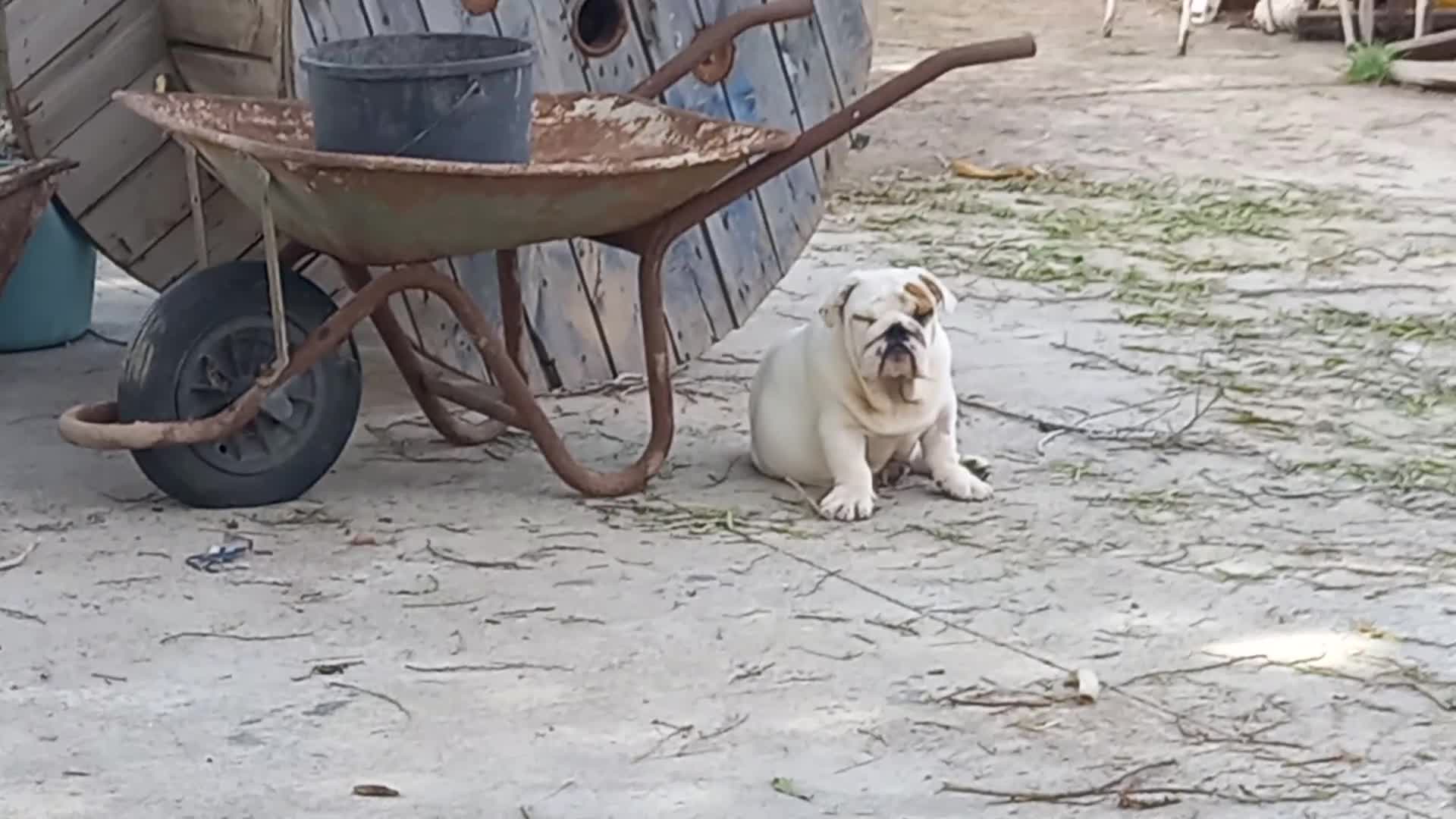 Bulldog Inglés perros en venta: Cachorro bulldog ingles  - Video 4