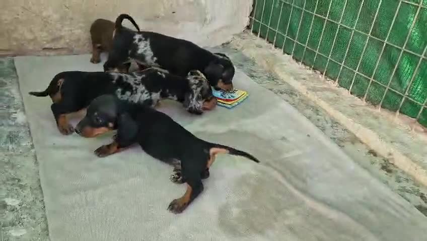 Teckel Miniatura perros en venta: Téckel varios colores y tamaños 641387649 - Video 1