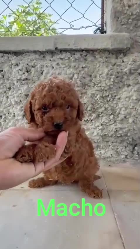 Caniche Toy perros en venta: Camada de caniches toy  - Video 3