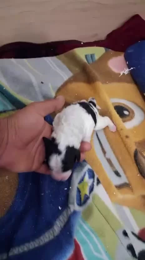 Perro de Agua Español perros en venta: PERRO DE AGUA ESPAÑOL - Video 1