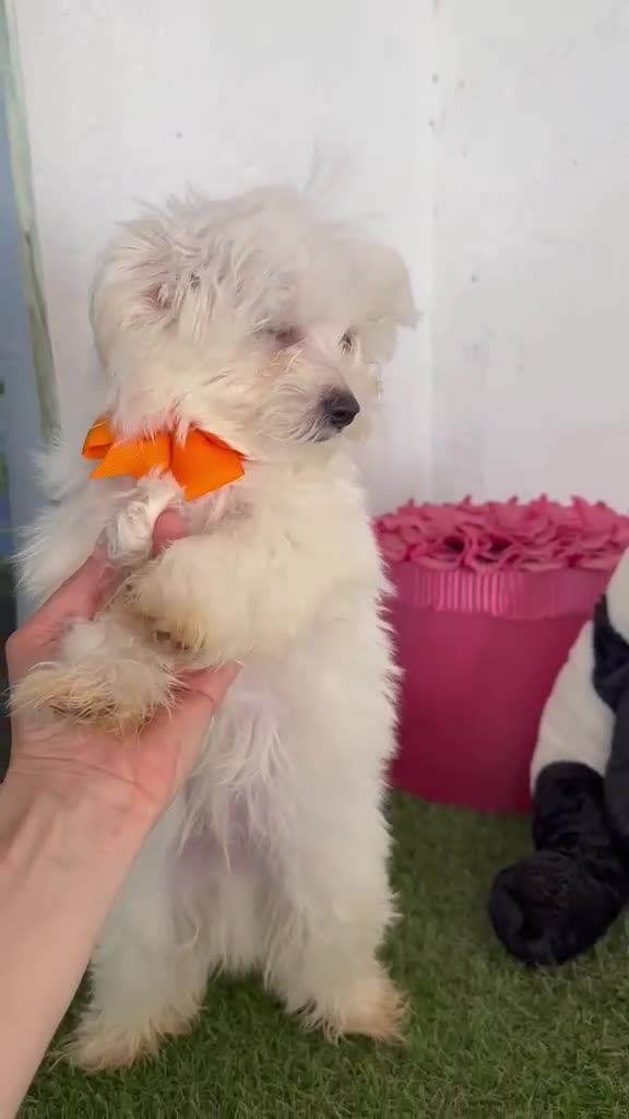 Bichón Maltés perros en venta: Bichón maltes - Video 1