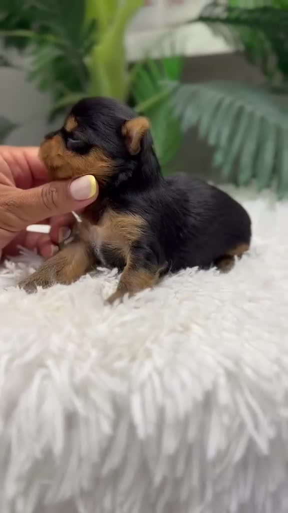 Yorkshire Terrier perros en venta: YORKSHIRE TERRIER  - Video 1