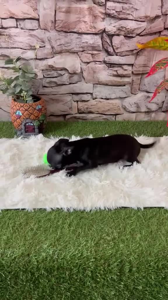 Chihuahua perros en venta: CHIHUAHUA MINI TOY HEMBRA - Video 1