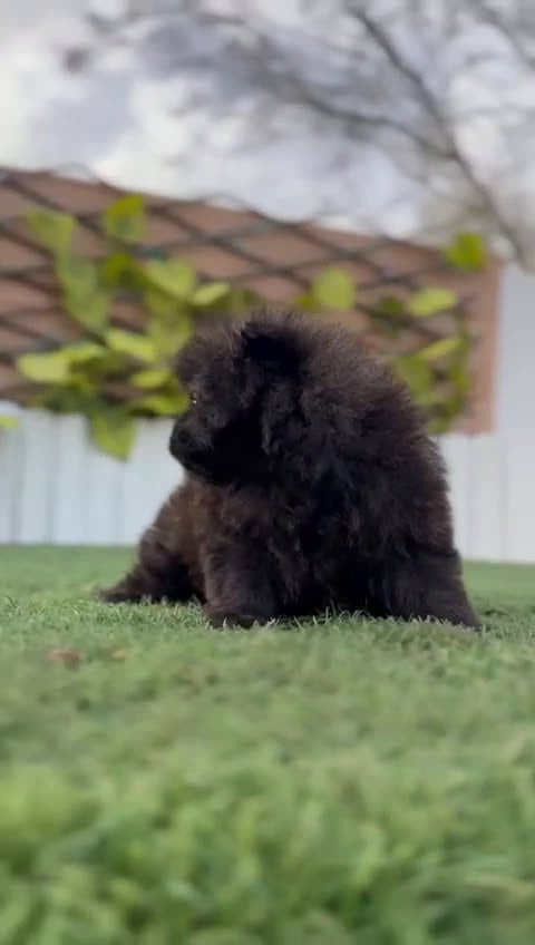 Pomerania perros en venta: POMERANIA MACHO - Video 1