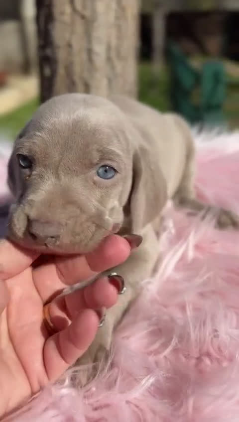 Weimaraner perros en venta: ÚLTIMA HEMBRA WEIMENARER  - Video 1
