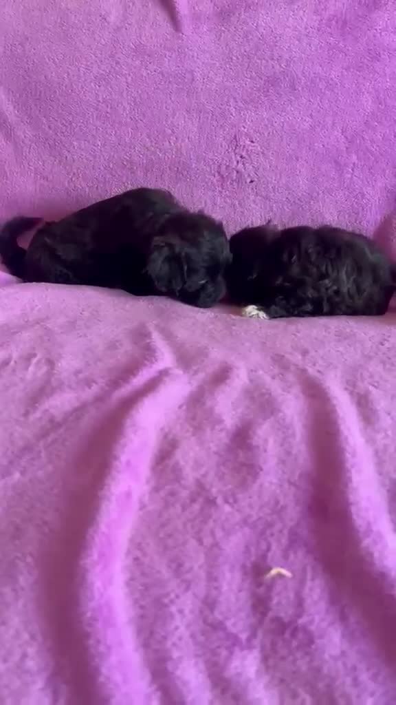 Maltipoo perros en venta: Cachorros maltipoo - Video 1