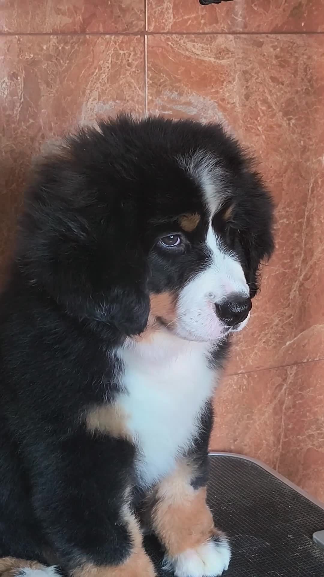 Boyero de Berna perros en venta: Boyeros de Berna calidad  - Video 2