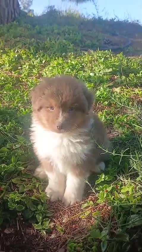 Pastor Australiano perros en venta: CACHORRO PASTOR AUSTRALIANO  - Video 1