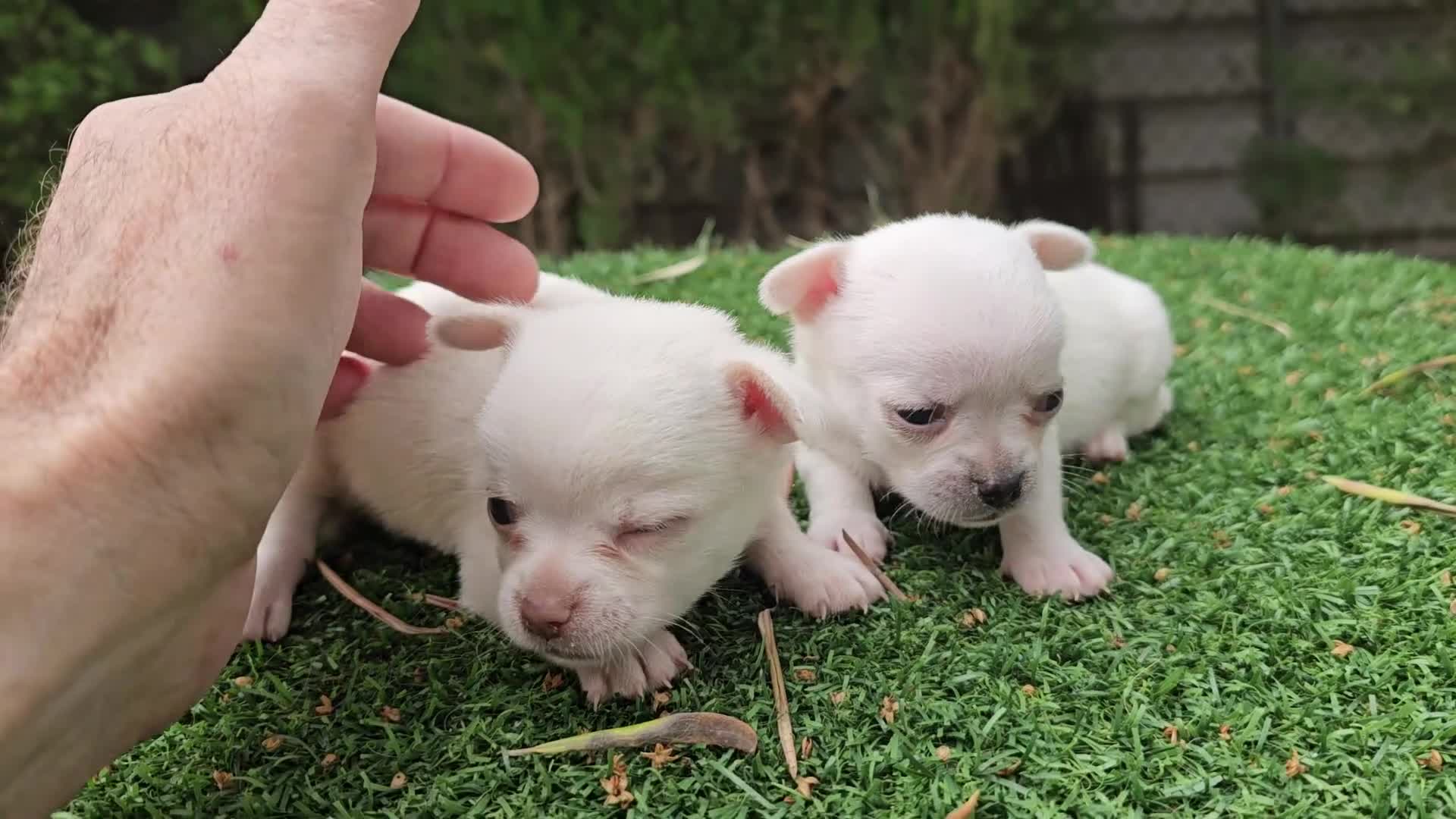 Chihuahua perros en venta: Chihuahuas mini toy - Video 1