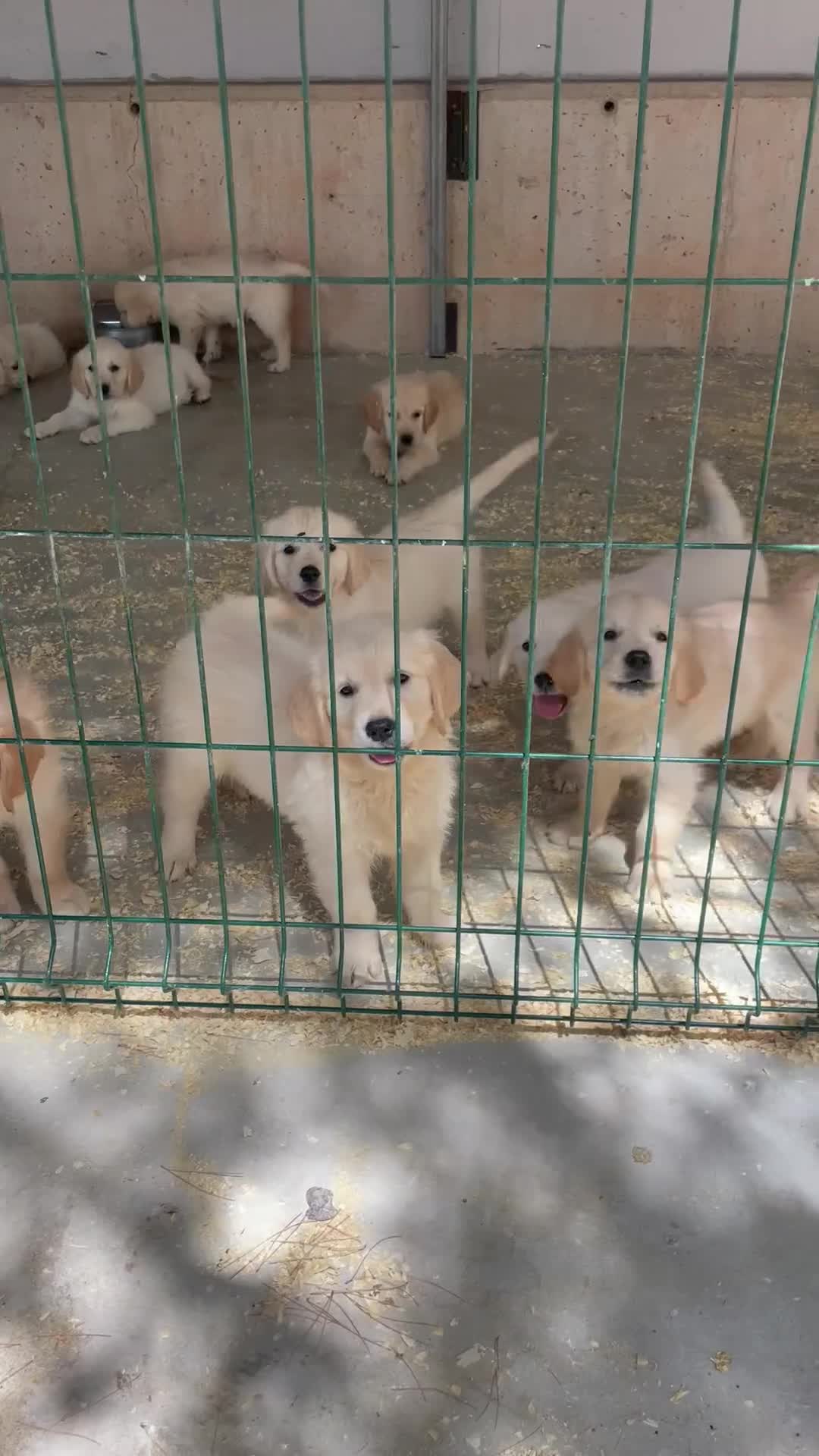 Golden Retriever perros en venta: Cachorros golden con pedigree top - Video 1
