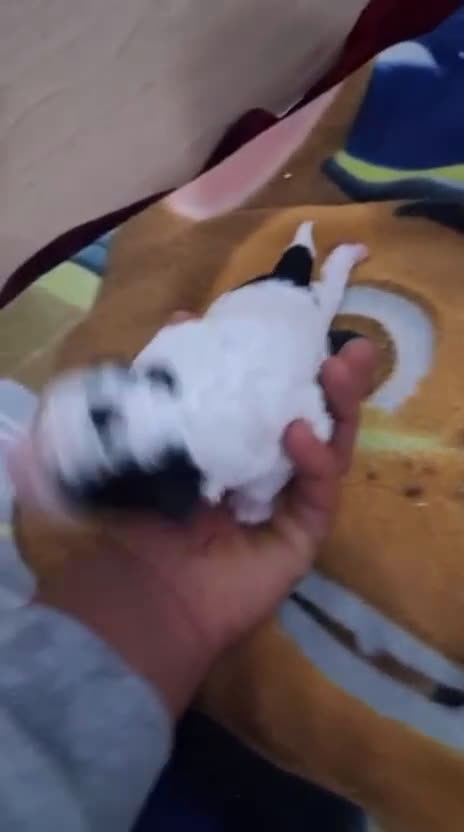 Perro de Agua Español perros en venta: PERRO DE AGUA ESPAÑOL - Video 4