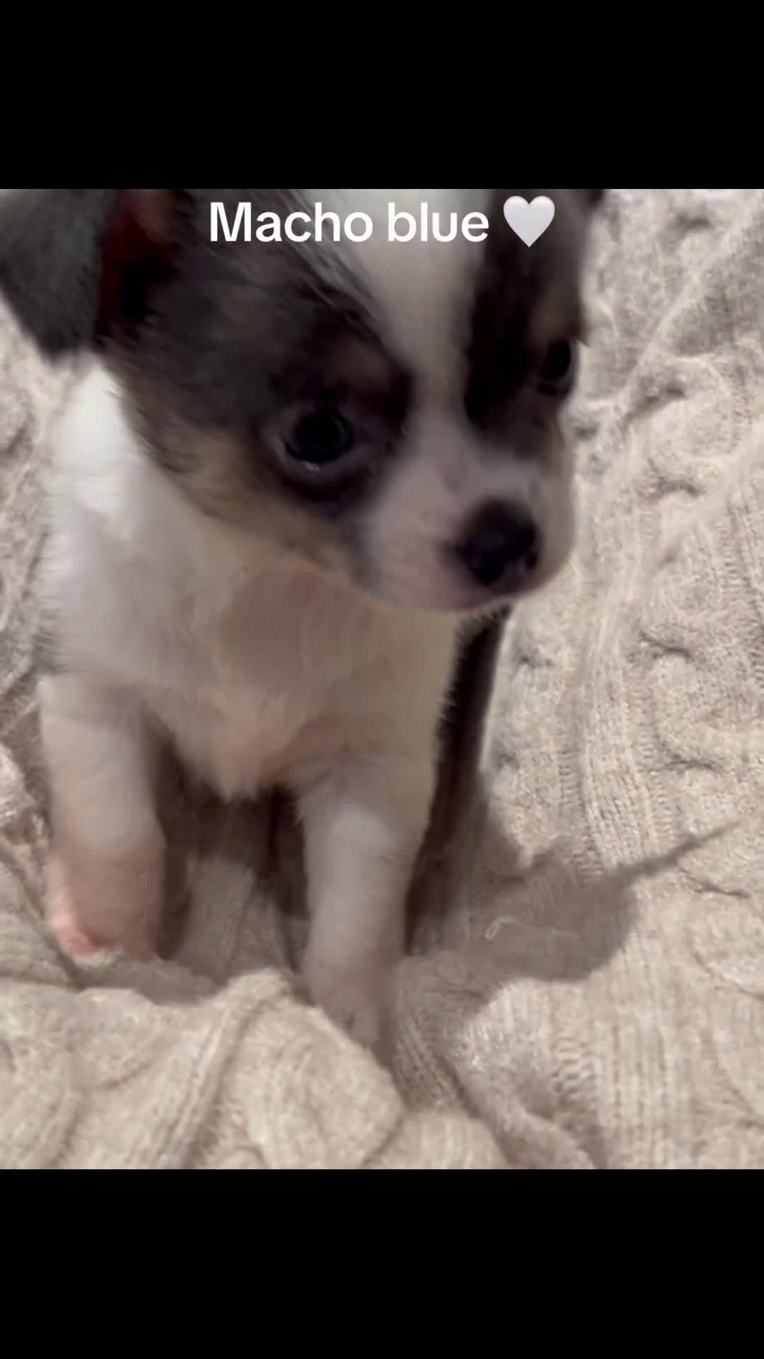 Chihuahua perros en venta: Macho blue - Video 1