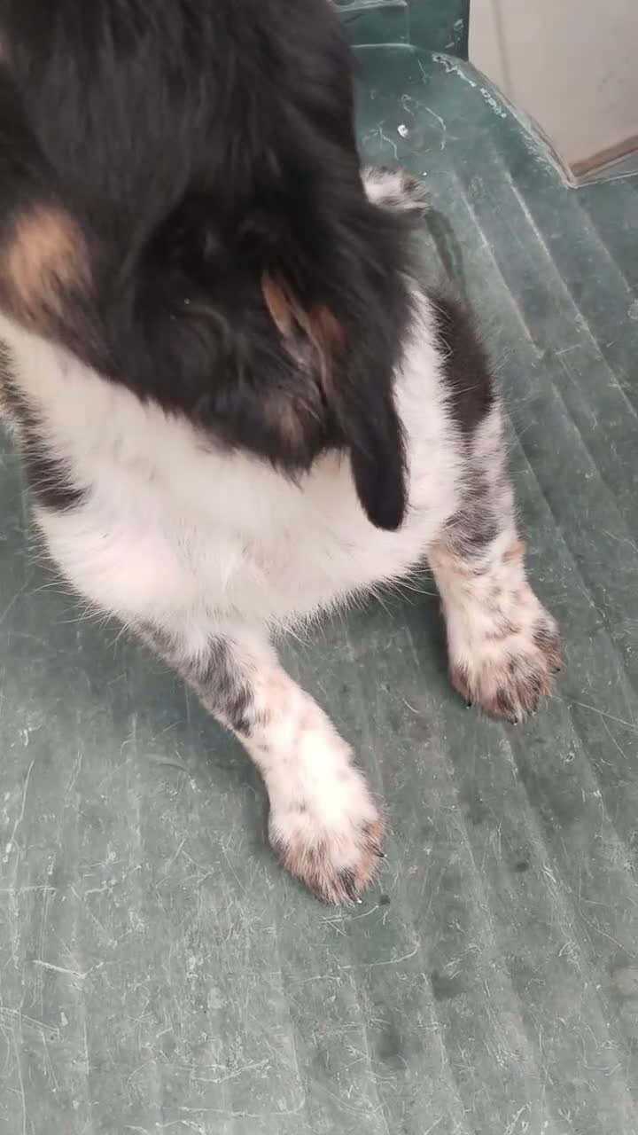 Border Collie perros en venta: Border collies de calidad  - Video 2