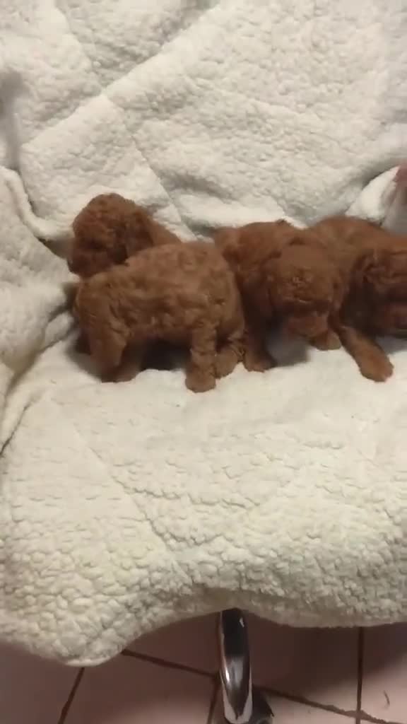 Caniche Toy perros en venta: ‼️‼️CANICHES 50% ASIÁTICOS - Video 1