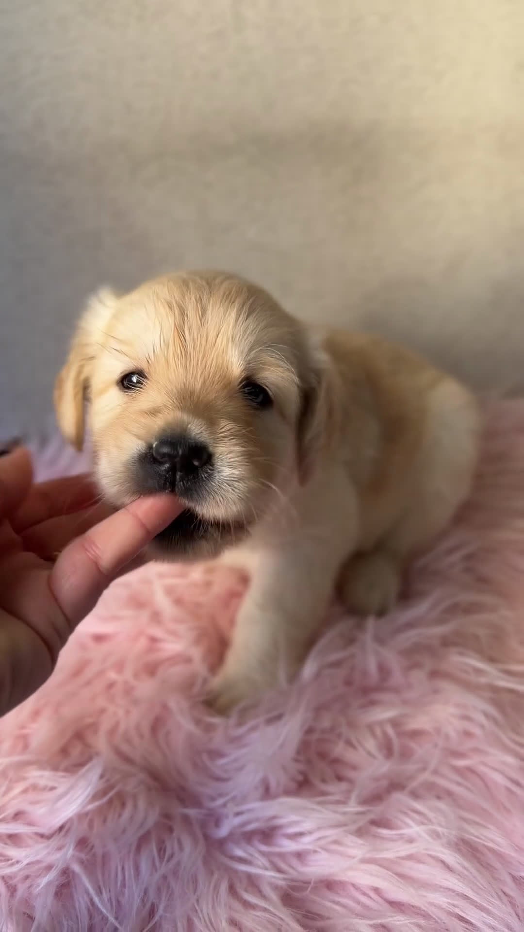 Labrador Retriever perros en venta: Labradora amarilla  - Video 1